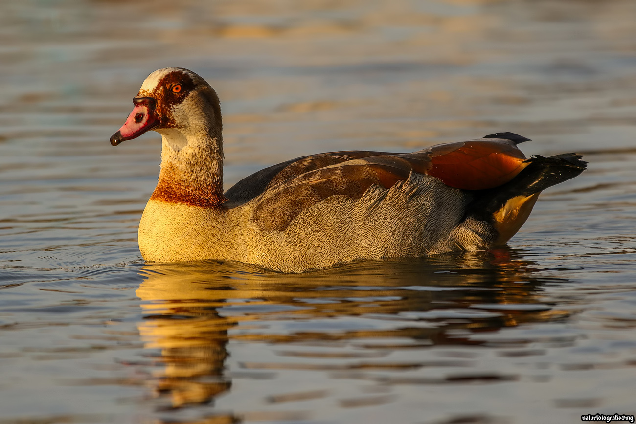 Nilgans in der Abendsonne