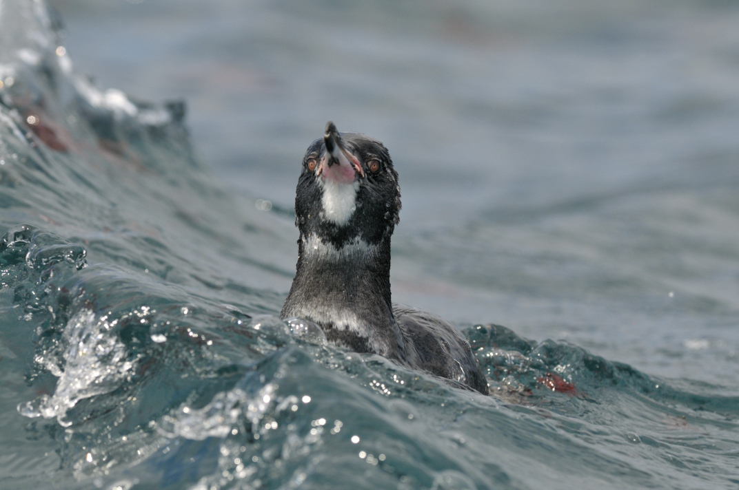 Galapagos Pinguin - schwimmend