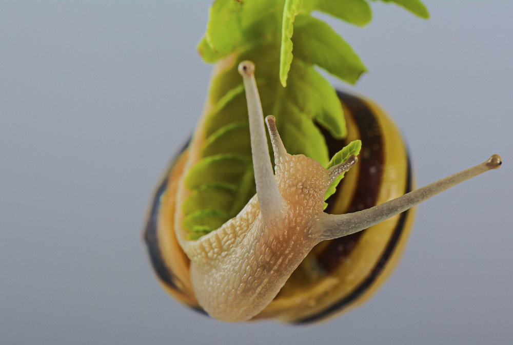 Happy Snail