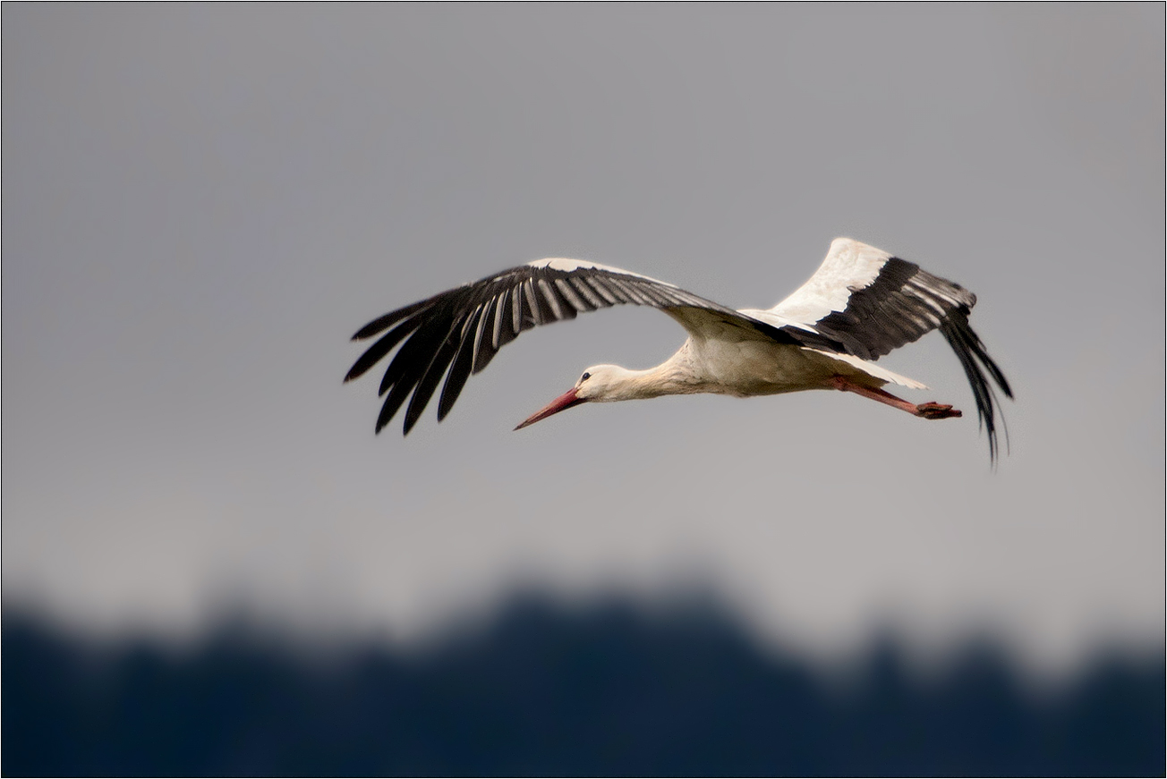 Abendflug