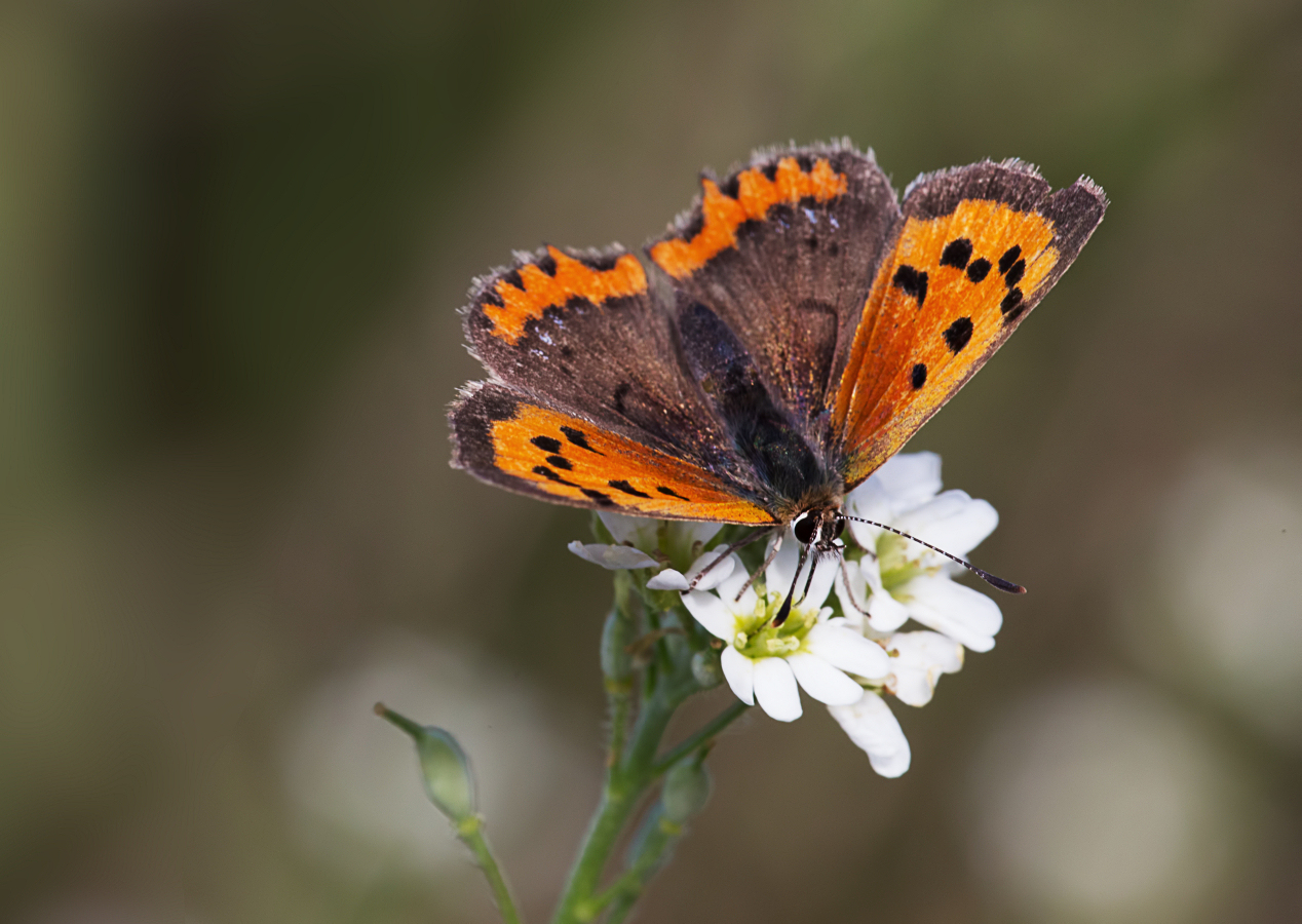 Kleiner Feuerfalter - Lycaena phlaeas
