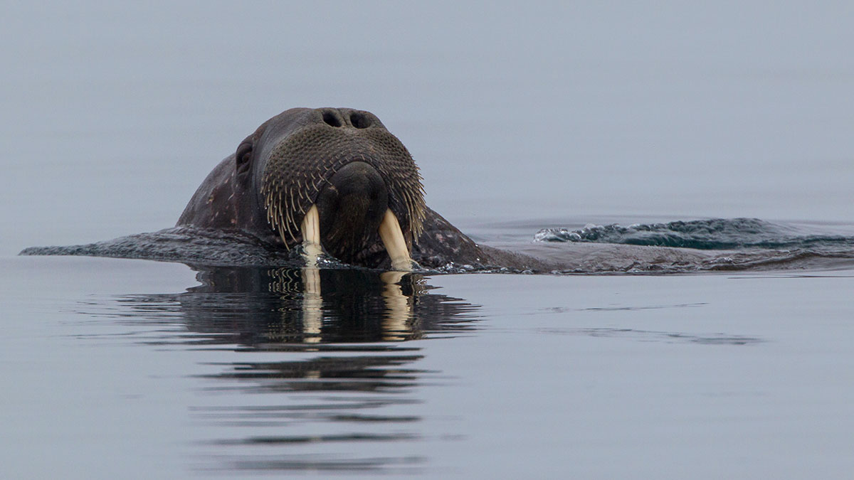 Walross / Odobenus rosmarus / Walrus