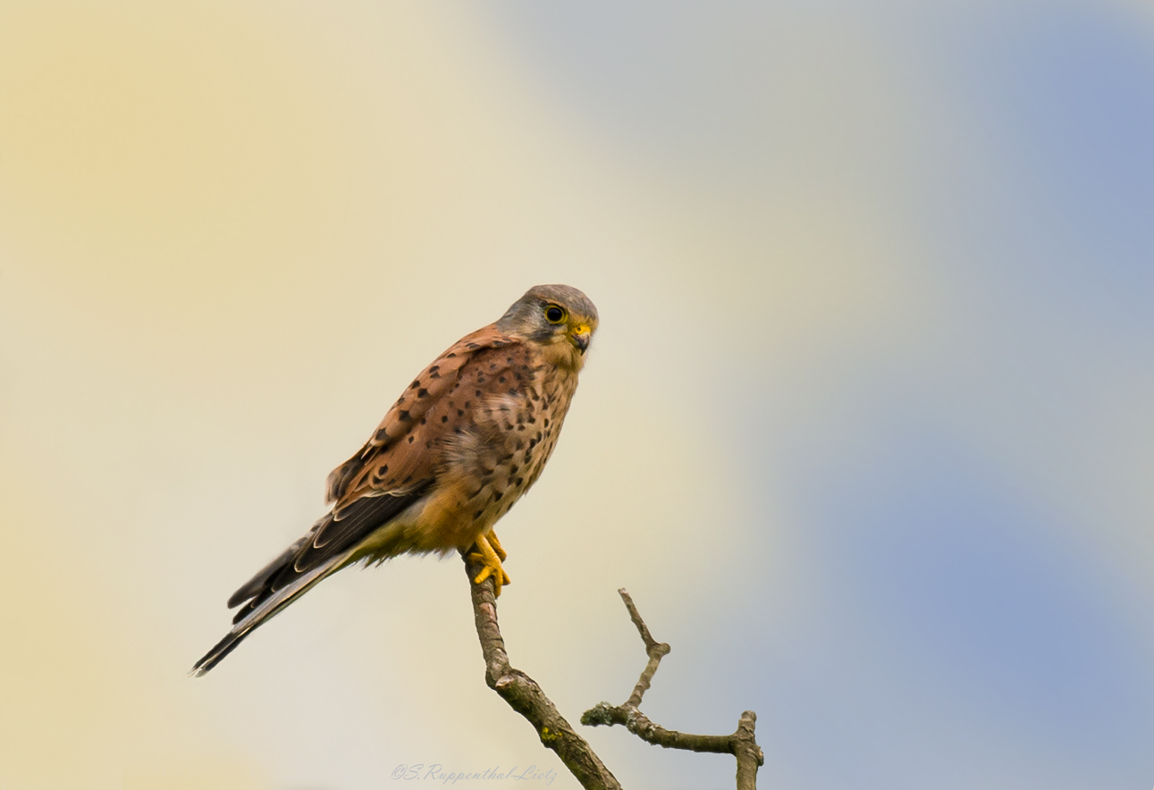Turmfalke