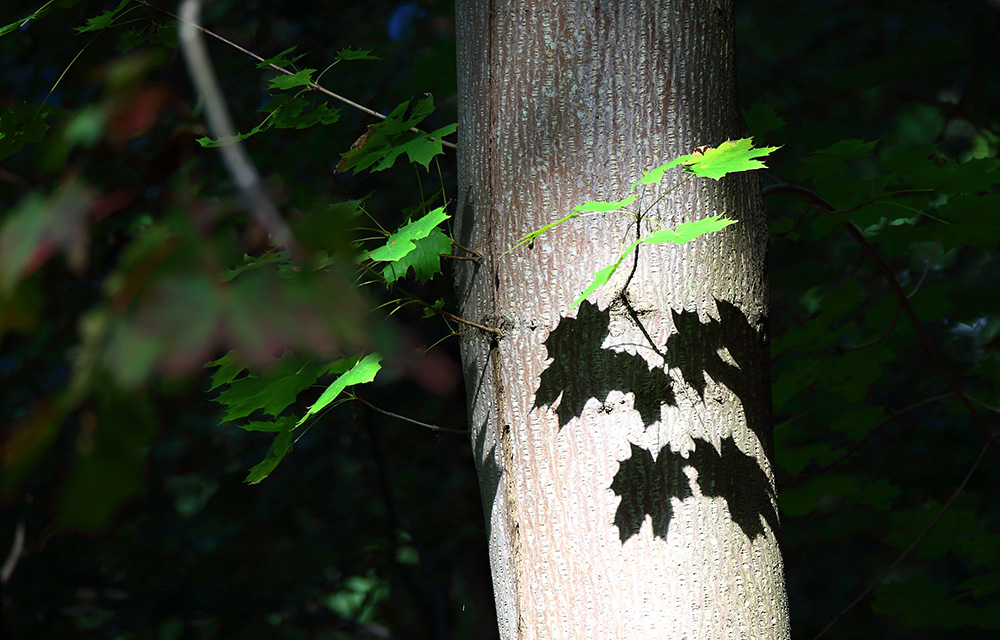 Licht und Schatten