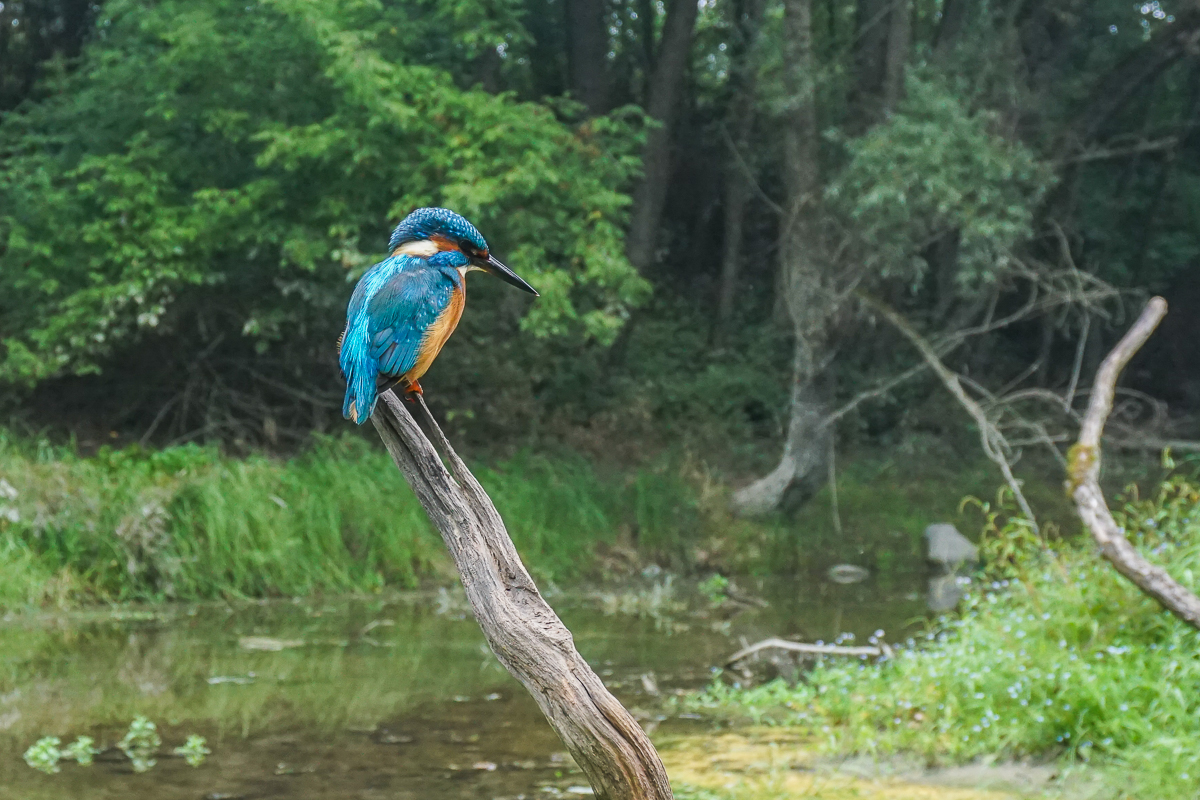 Eisvogel