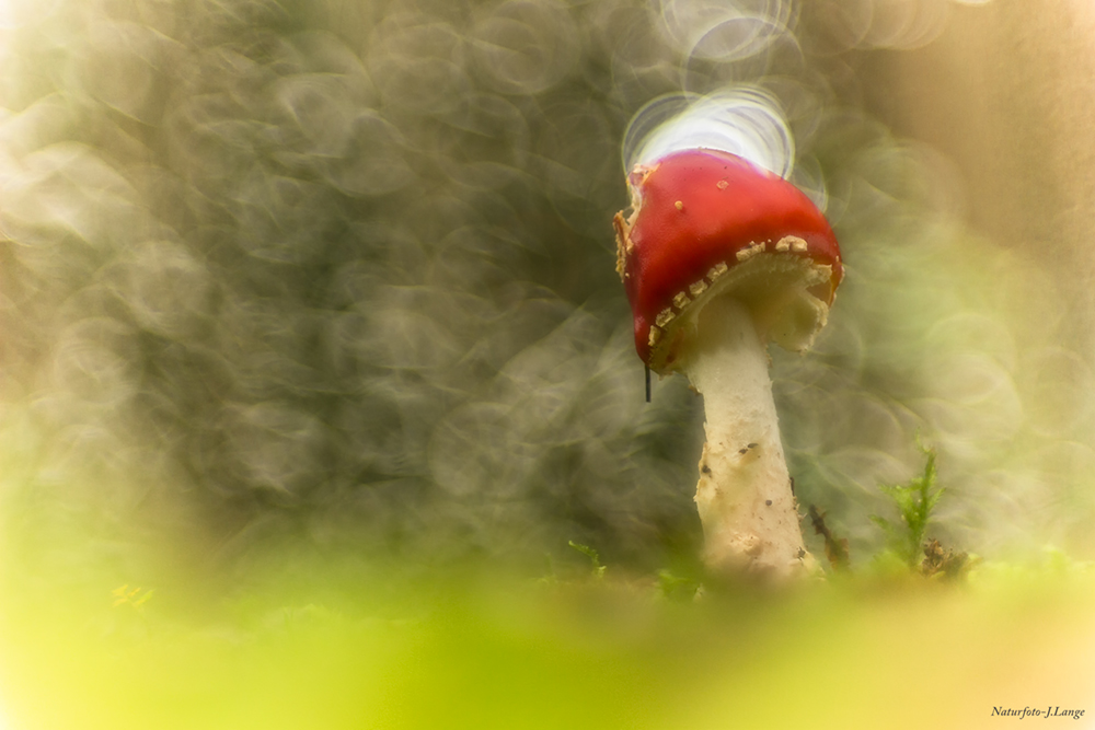 Ein Männlein steht im Walde