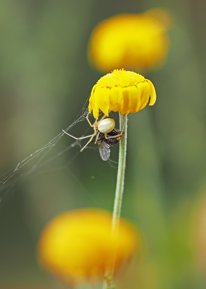 Es geschah am hellichten Tag ..... (Forum für Naturfotografen)