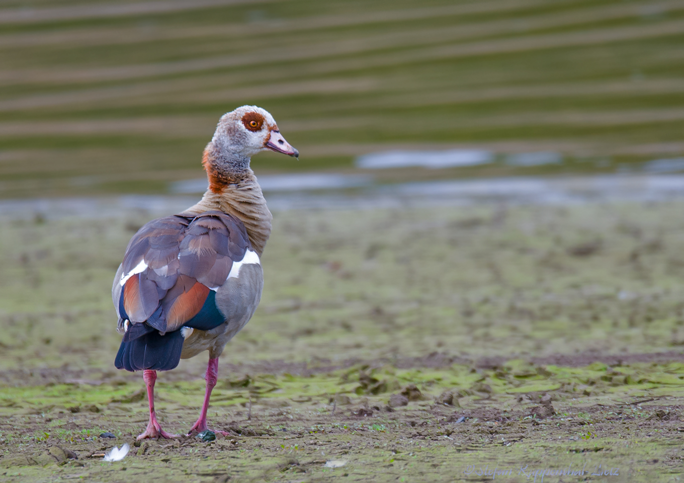 Nilgans (Alopochen aegyptiacus)