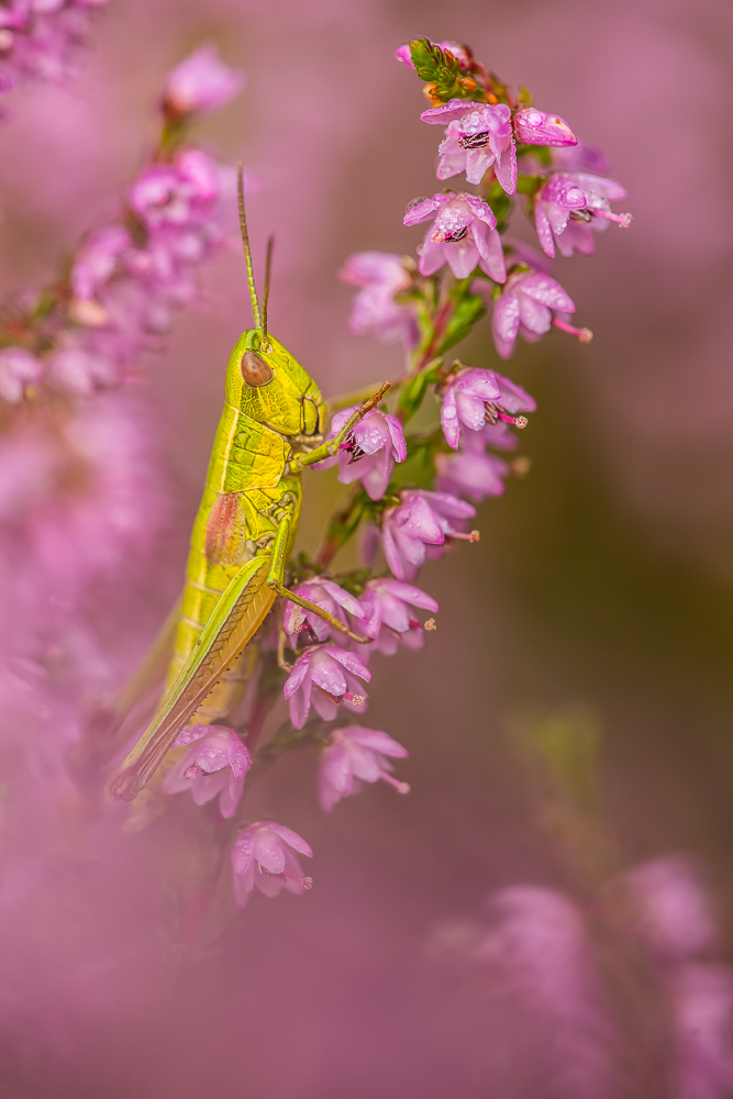 Goldprinzessin II