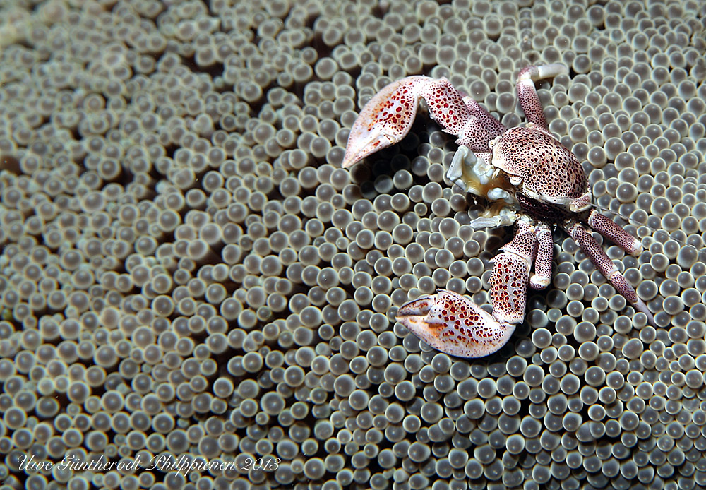 Symbiose (Forum für Naturfotografen)