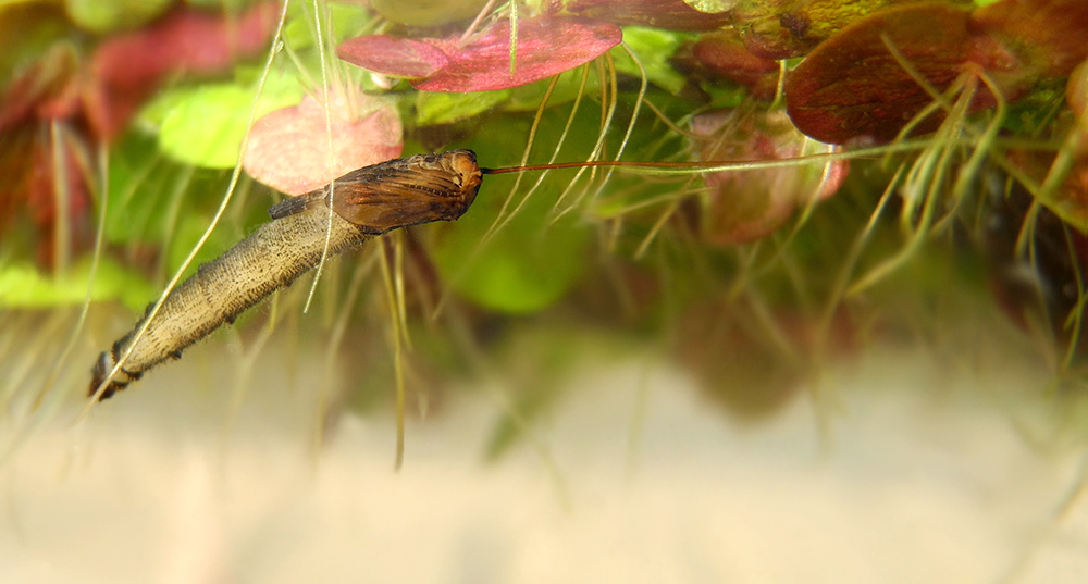 larve unter wasser (Forum für Naturfotografen)