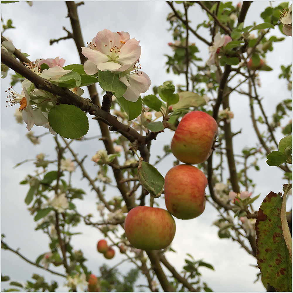 Apfelblüte zum Herbstanfang“ (Forum für Naturfotografen)