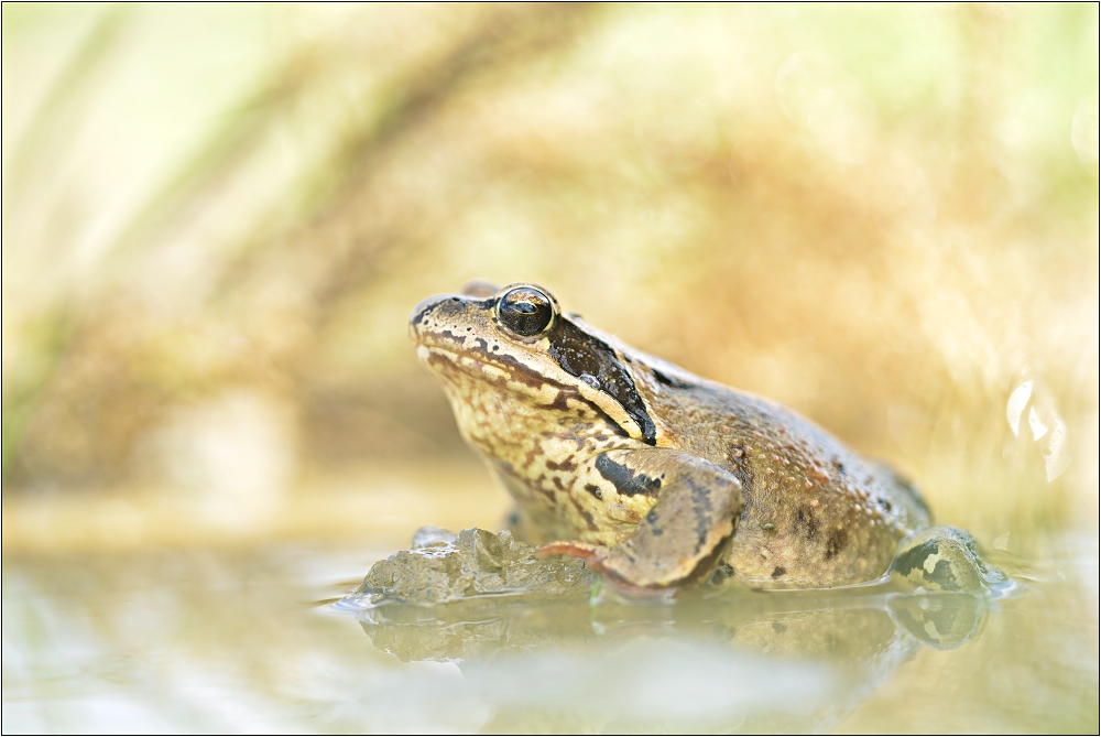 Rana temporaria