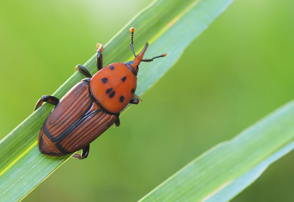 Rynchophorus ferrugineus - wunderschöner Schädling