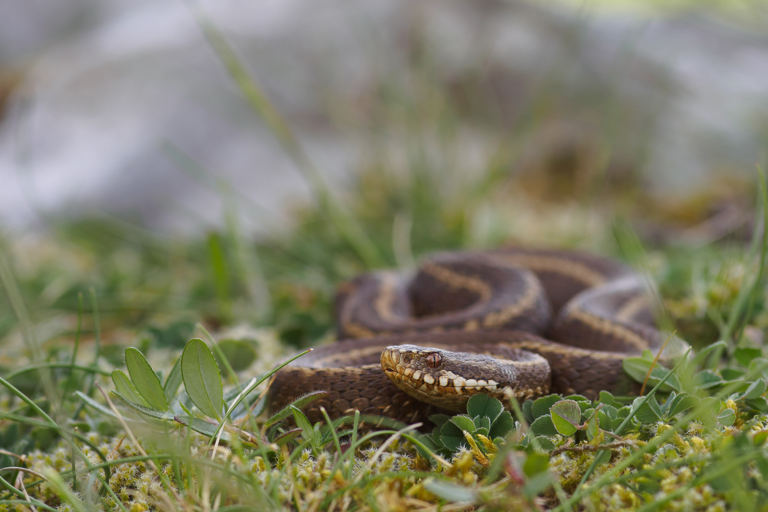 Vipera seoanei