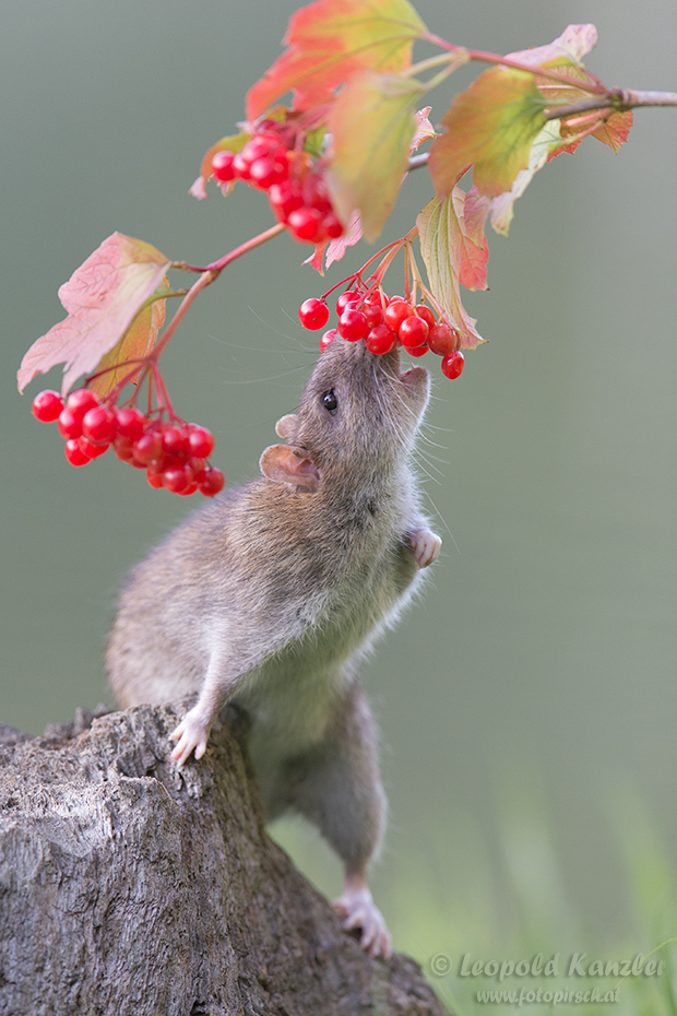 Die roten Beeren...