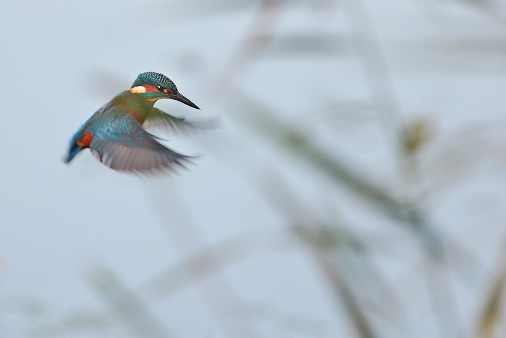 Eisvogel