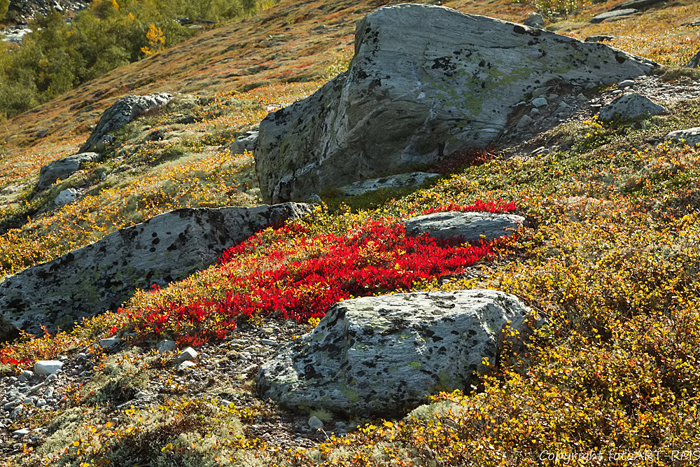 Herbst im Fjell