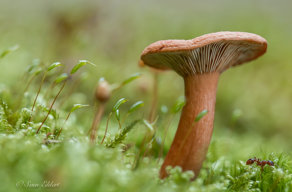 Goldener Herbst "in Augenhöhe mit einem Schirmchen"