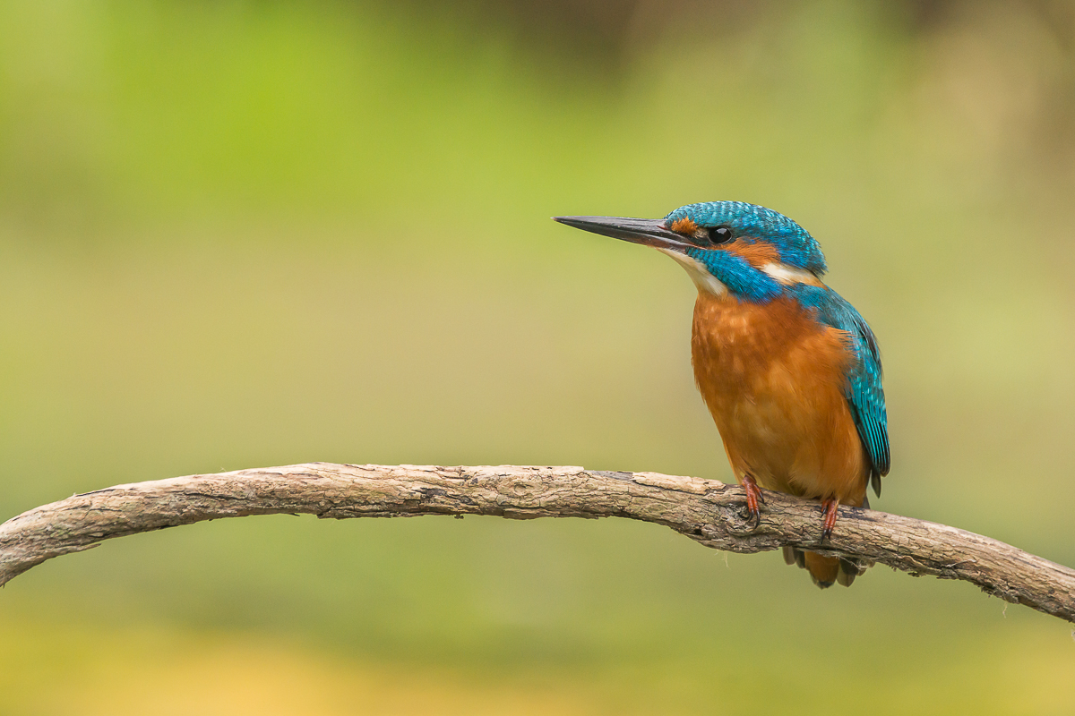 Eisvogel