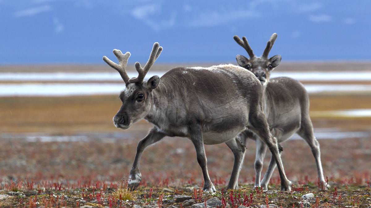 Svalbard Rentiere