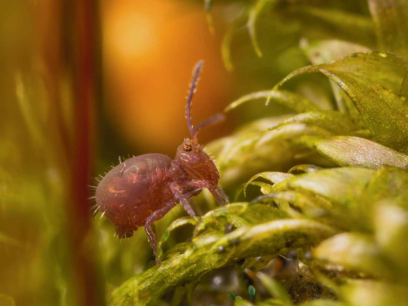 Calvatomina rufescens