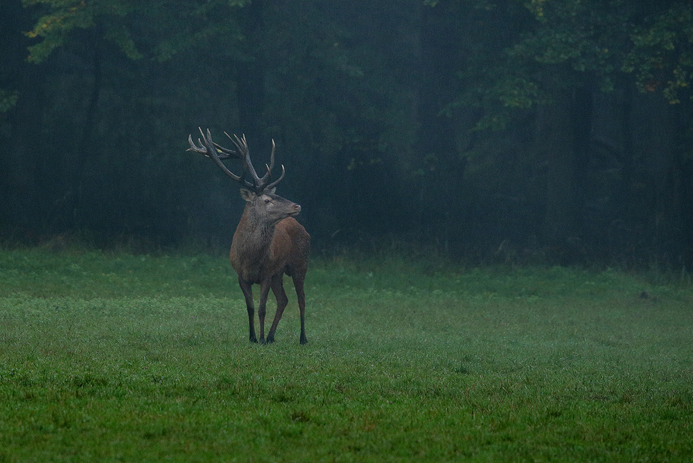 Regen und etwas Nebel