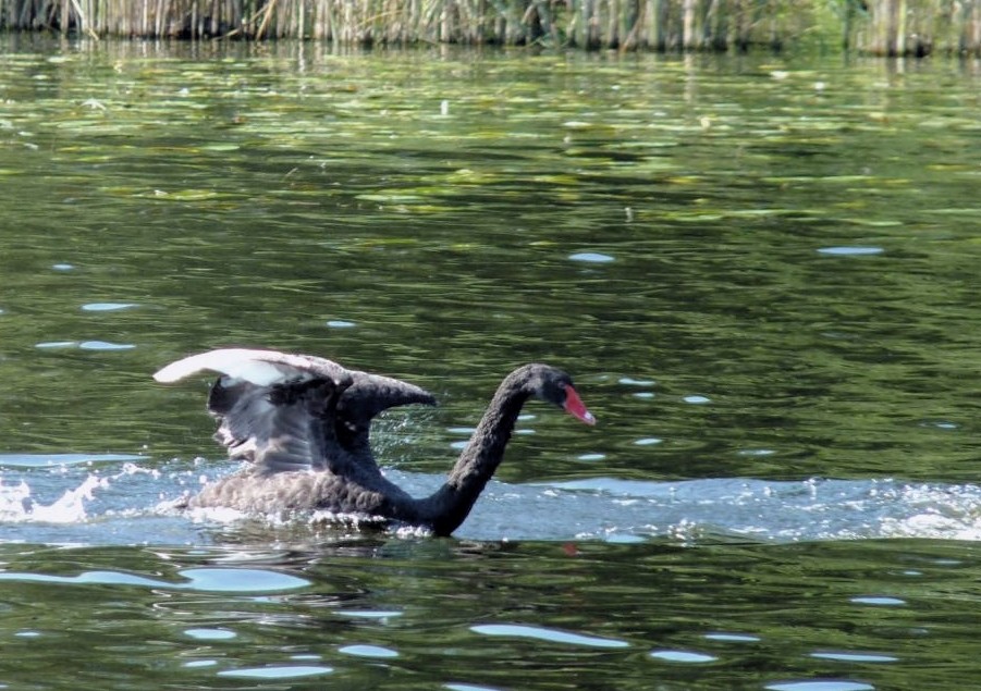 Aggressiver Trauerschwan