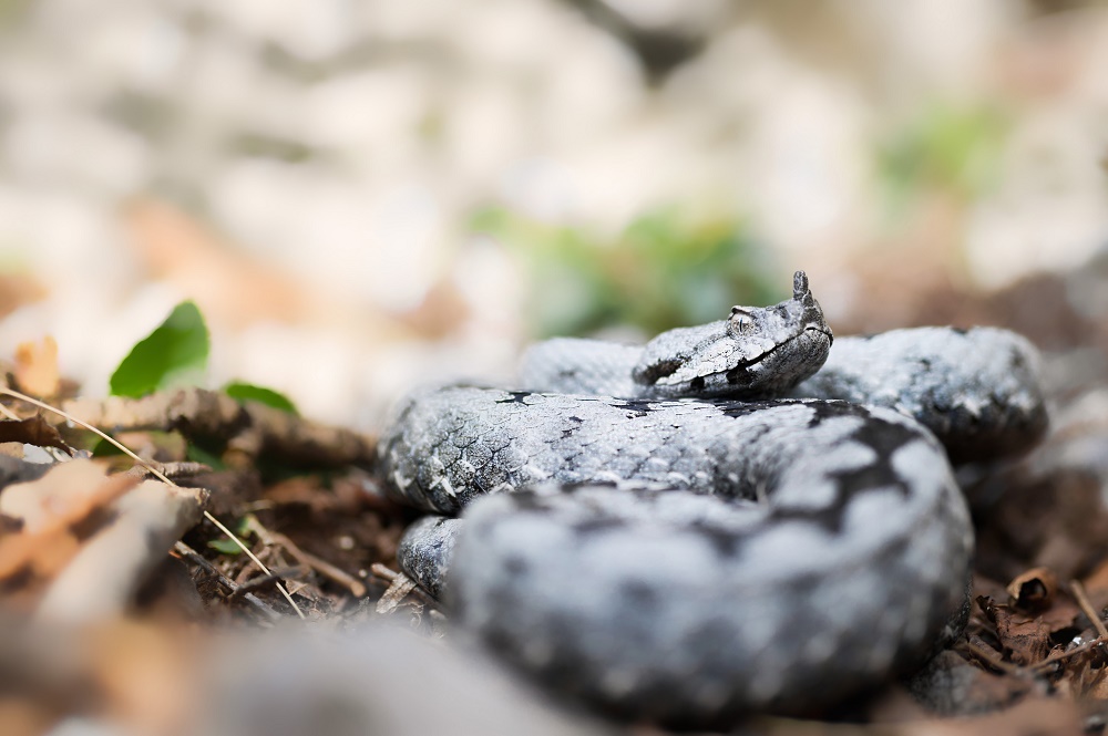 Vipera ammodytes (Kroatien)