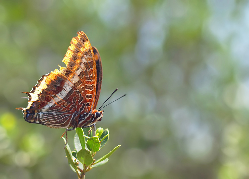 Erdbeerbaumfalter (Charaxes jasius)