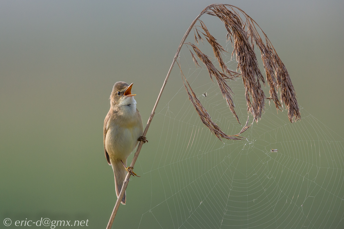 Frische Fliegen, direkt vom Netz