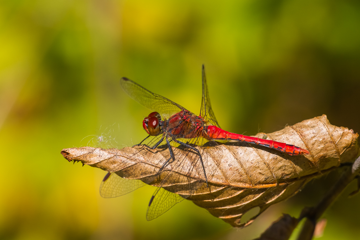 Blutrote Heidelibelle