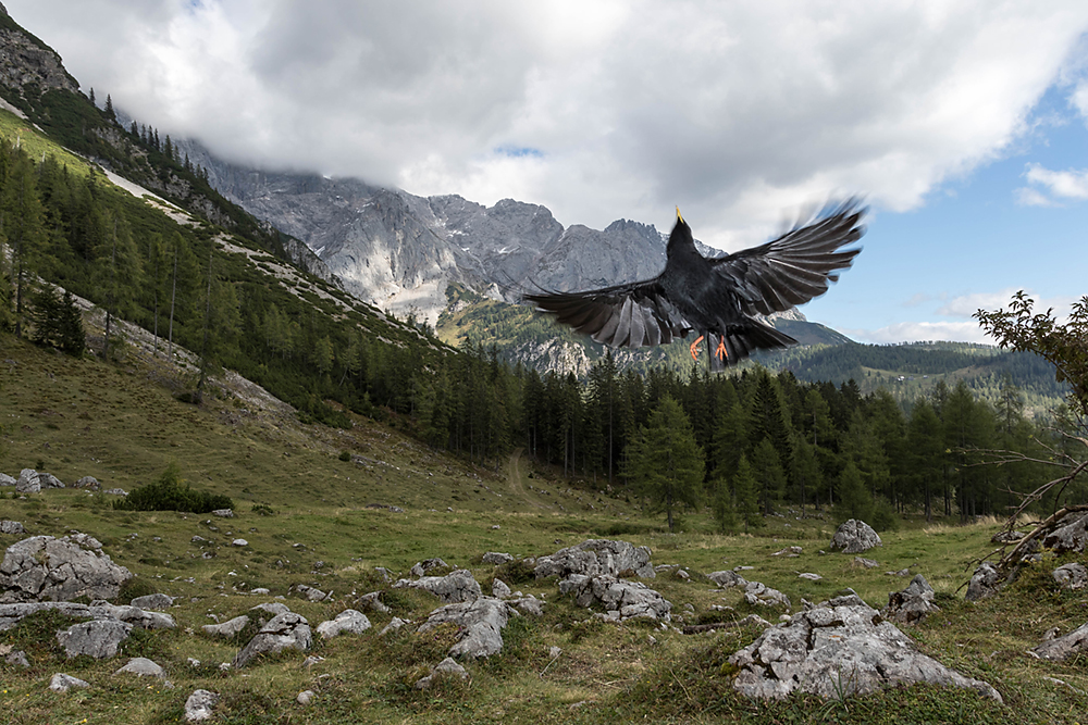 Hungrige Dohle vor dem Dachstein