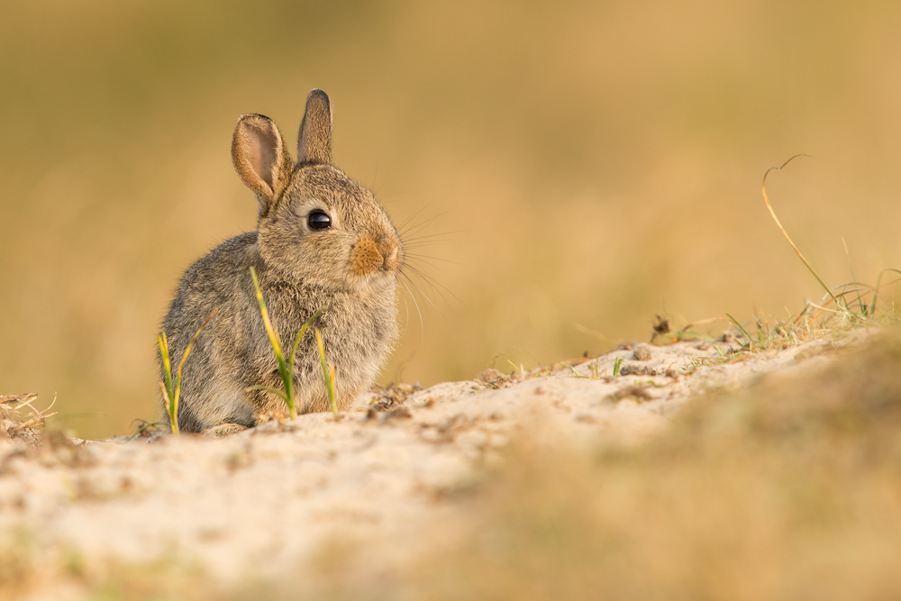 Wildkaninchen
