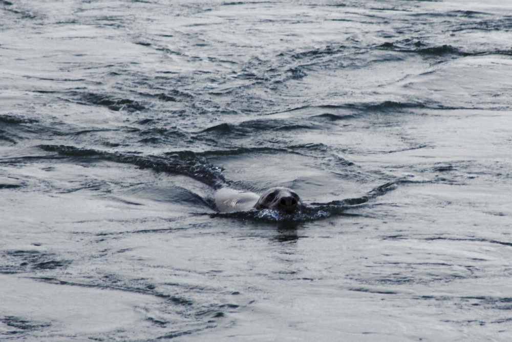 "Zeehonden"