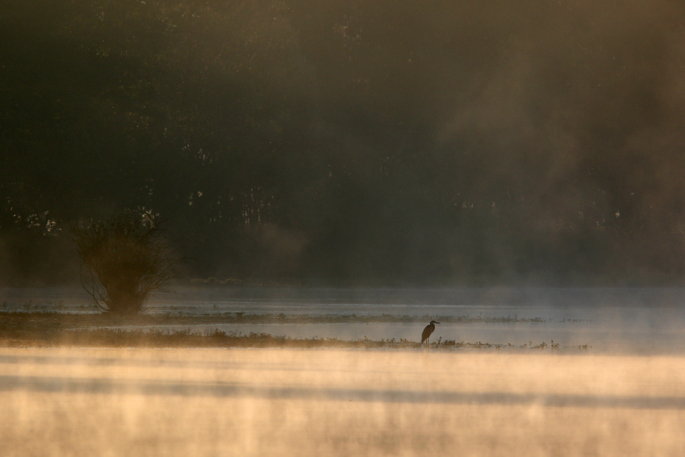 Morgenstimmung