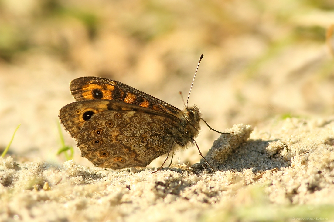 Mauerfuchs (Lasiommata megera)