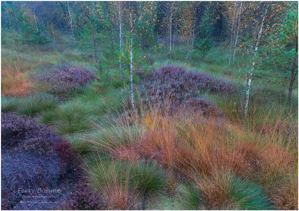 Herbst im Moor