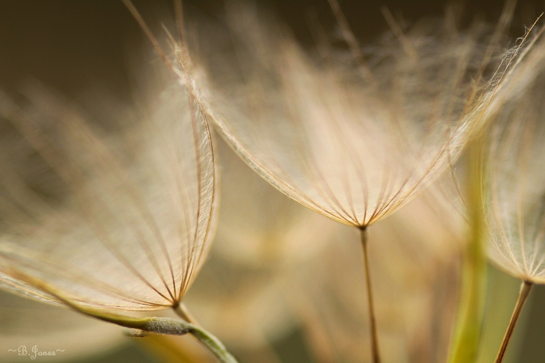 Wiesenbocksbartschirmchen