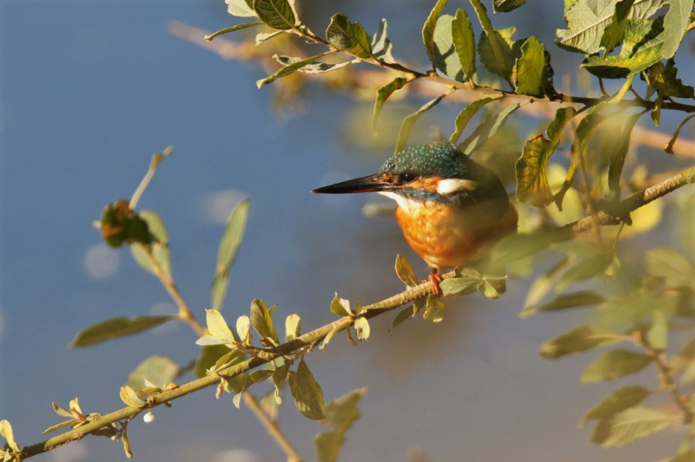 Eisvogel