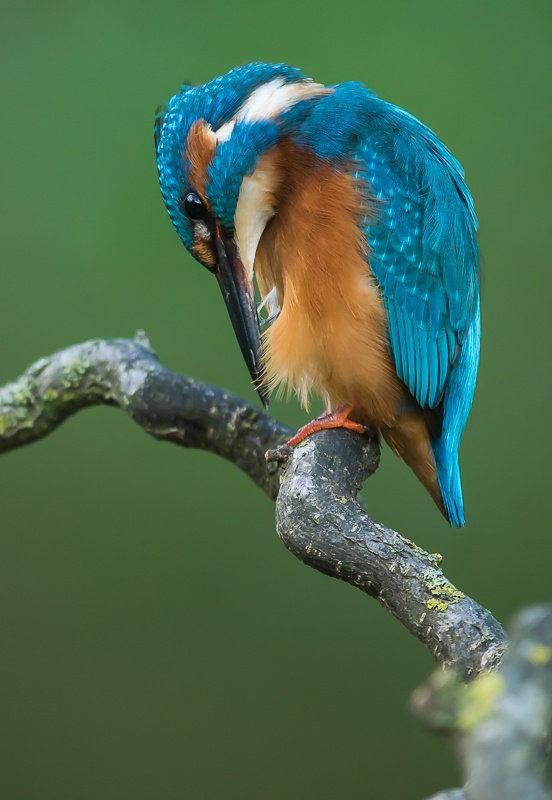 Eisvogel