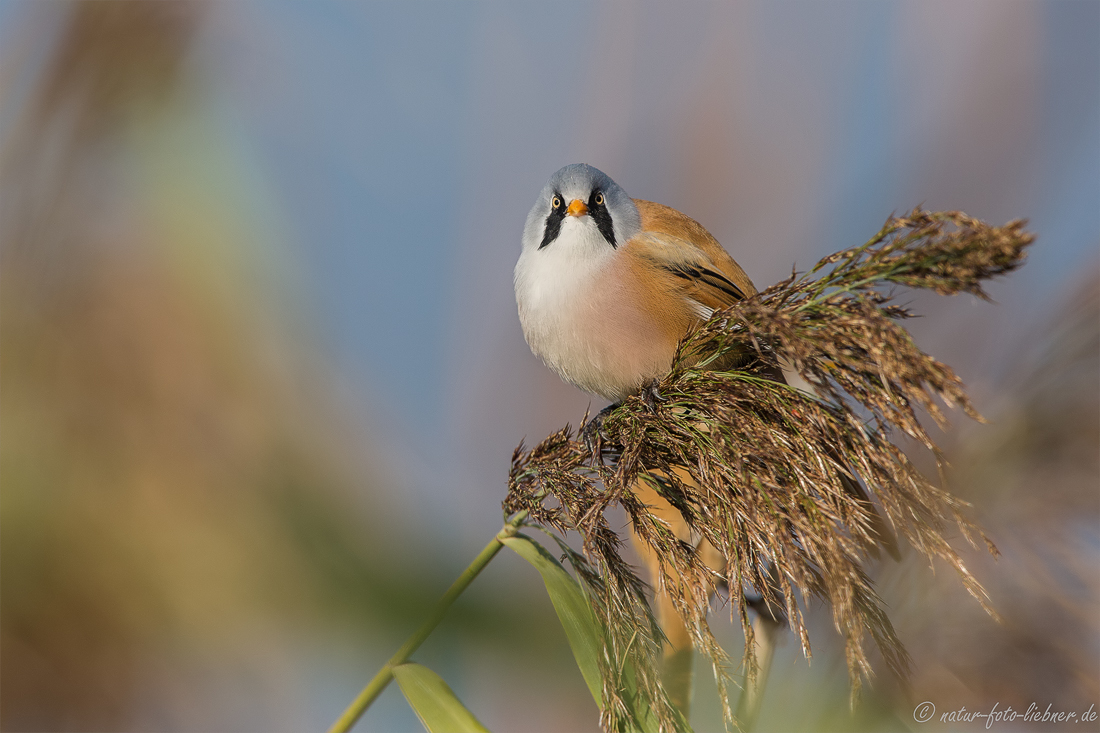 Bartmeise (Panurus biarmicus)