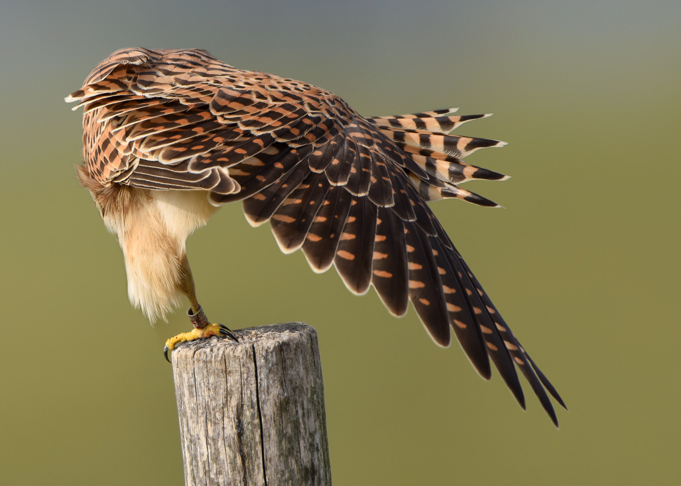 Schräger Vogel