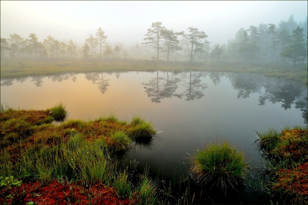 Magie des Moores - (Forum für Naturfotografen)