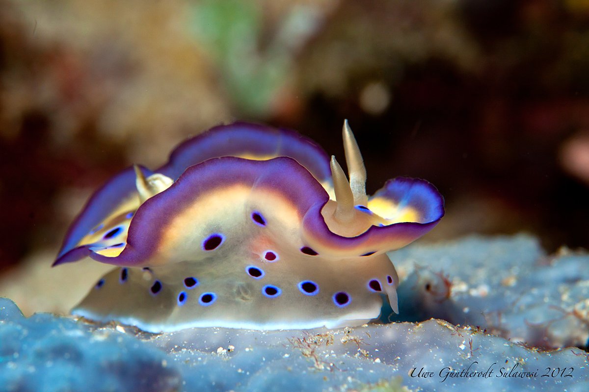 Marilyn (Forum für Naturfotografen)