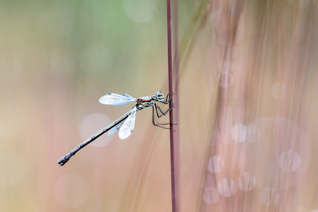 Lestes sponsa