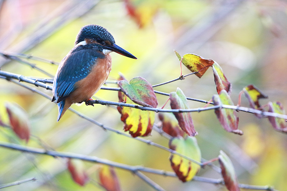 Herbstfarben