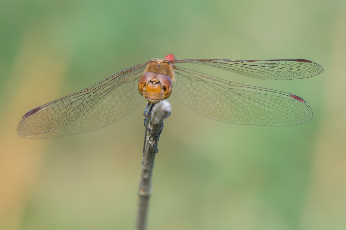 Common darter