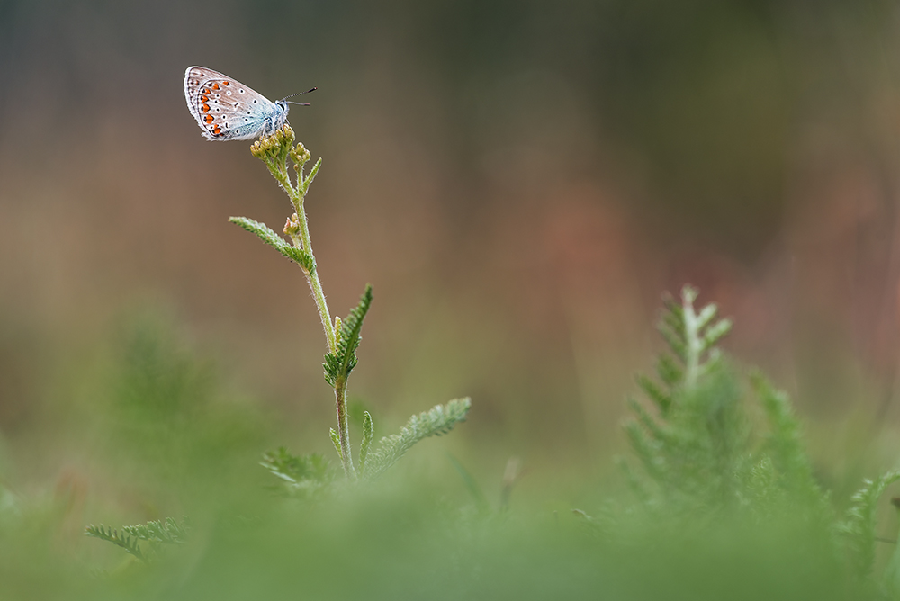 In der Wiese