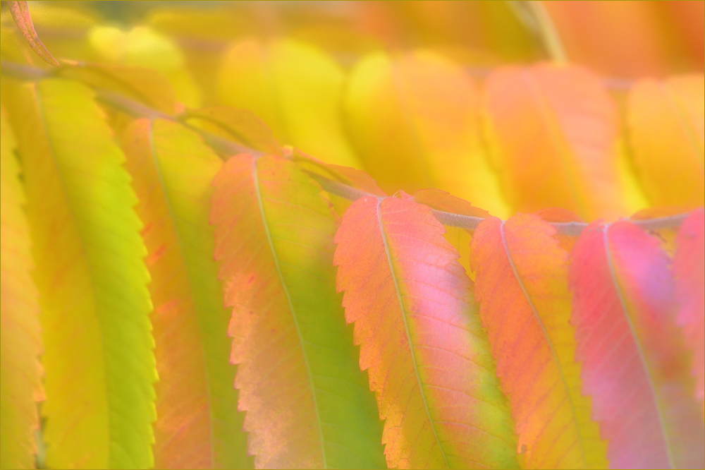 -Herbst-Aquarell -